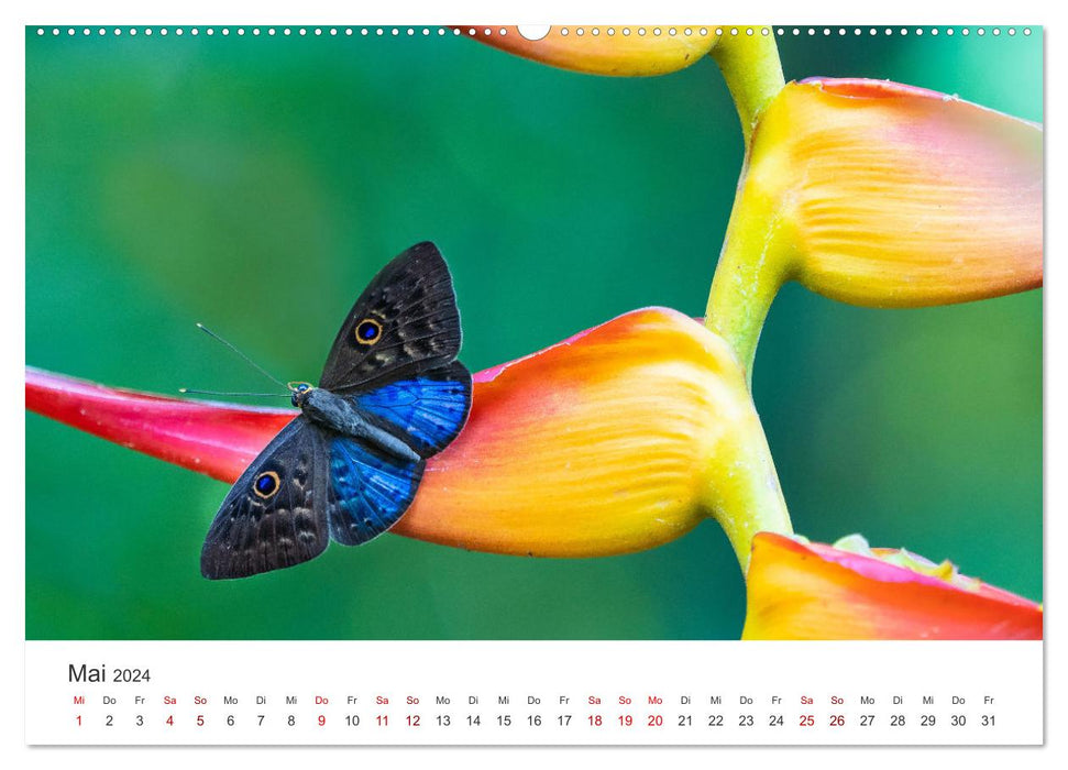 Traumhaft schöne Schmetterlinge (CALVENDO Wandkalender 2024)