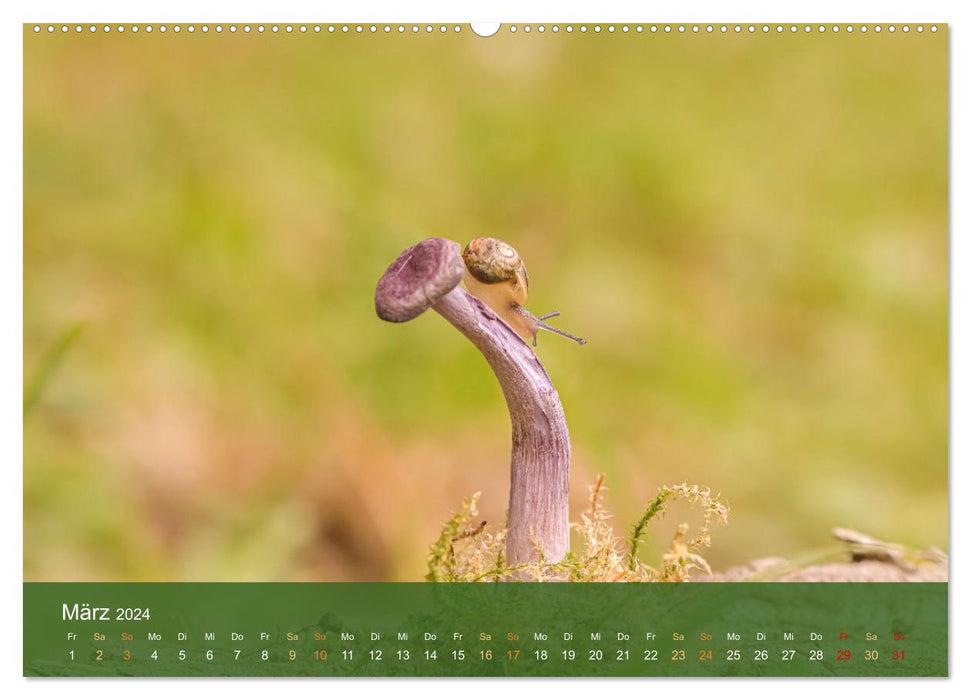 Le monde magique des champignons (Calendrier mural CALVENDO 2024) 