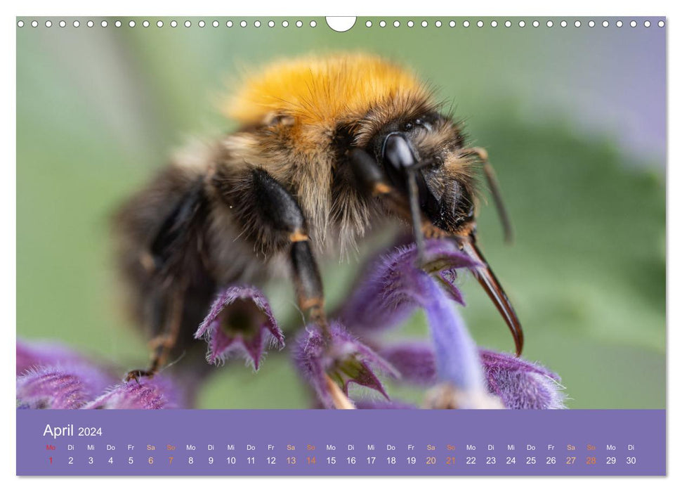 Kleines ganz Groß (CALVENDO Wandkalender 2024)