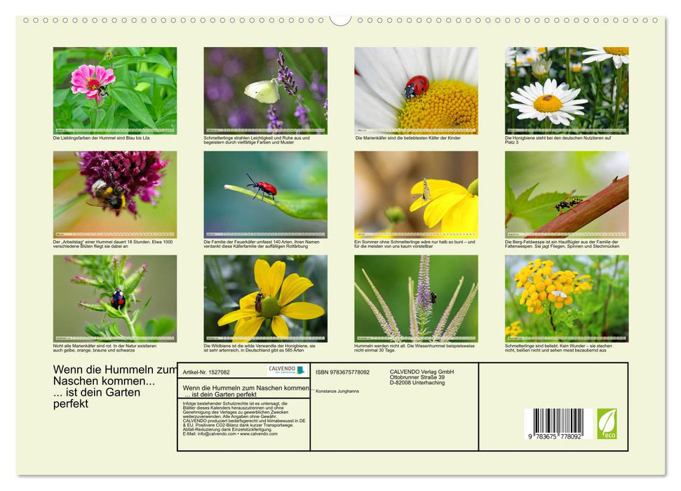 Wenn die Hummeln zum naschen kommen, ist dein Garten perfekt (CALVENDO Premium Wandkalender 2024)