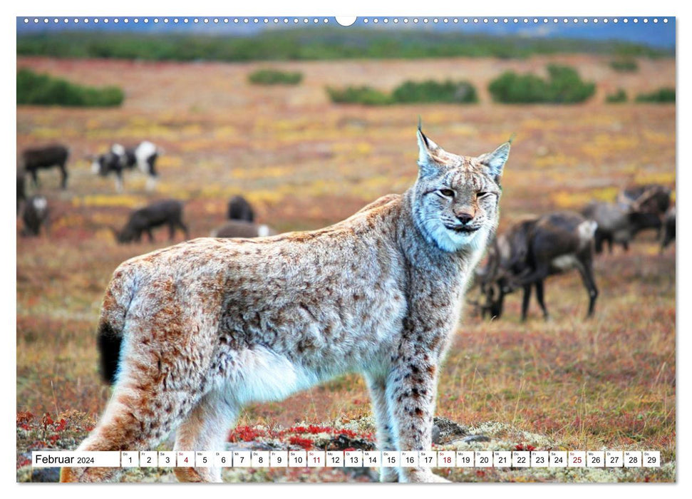 Tierwelt der Tundra (CALVENDO Wandkalender 2024)