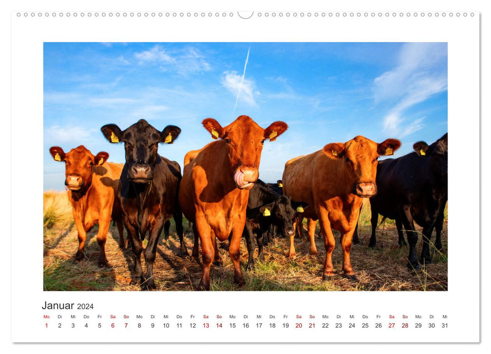 Vaches - sur nos pâturages (Calendrier mural CALVENDO Premium 2024) 