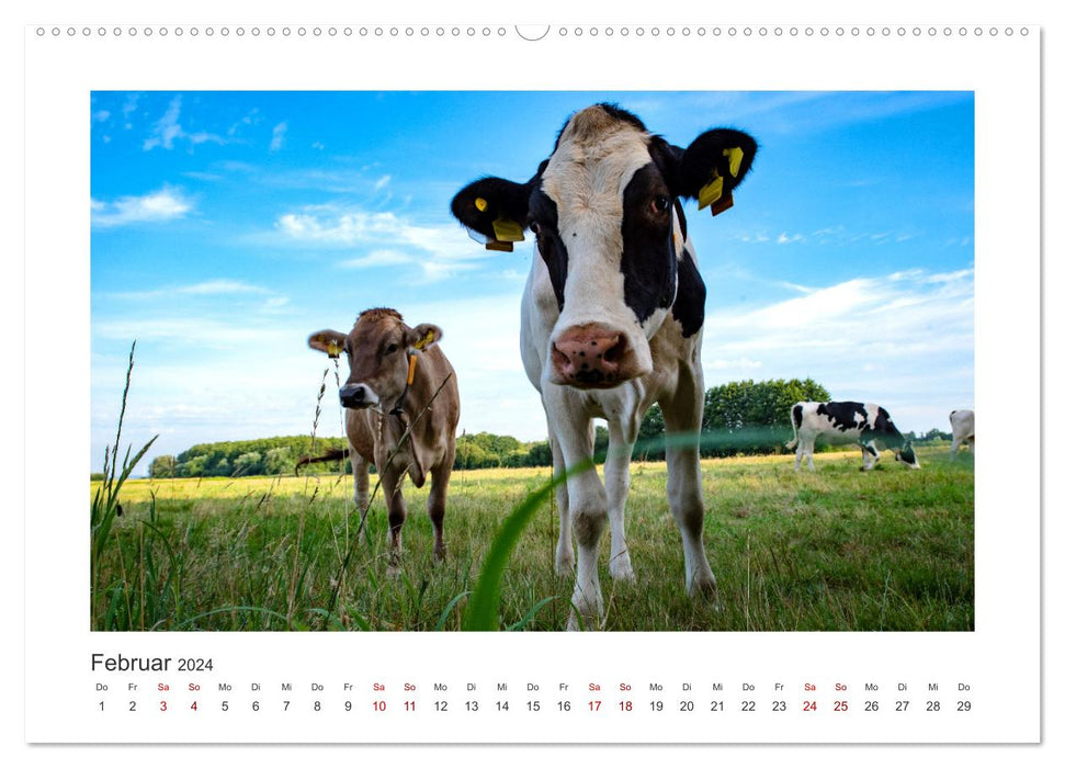 Vaches - sur nos pâturages (Calendrier mural CALVENDO Premium 2024) 