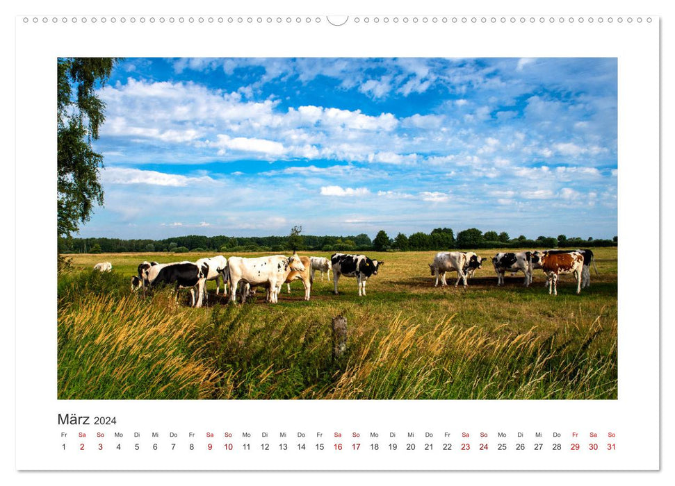 Vaches - sur nos pâturages (Calendrier mural CALVENDO Premium 2024) 