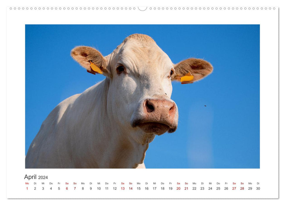 Vaches - sur nos pâturages (Calendrier mural CALVENDO Premium 2024) 