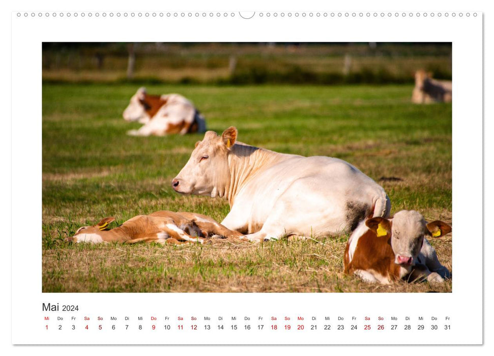 Vaches - sur nos pâturages (Calendrier mural CALVENDO Premium 2024) 