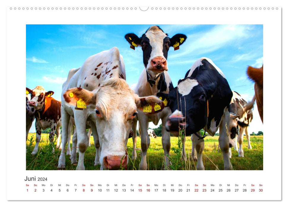 Vaches - sur nos pâturages (Calendrier mural CALVENDO Premium 2024) 