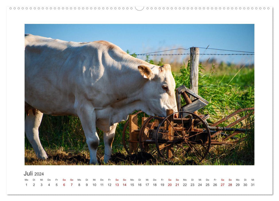 Vaches - sur nos pâturages (Calendrier mural CALVENDO Premium 2024) 