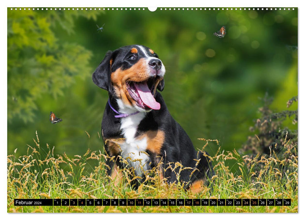 Großer Schweizer Sennenhund - Mit Schweizer Welpen durch das Jahr (CALVENDO Wandkalender 2024)