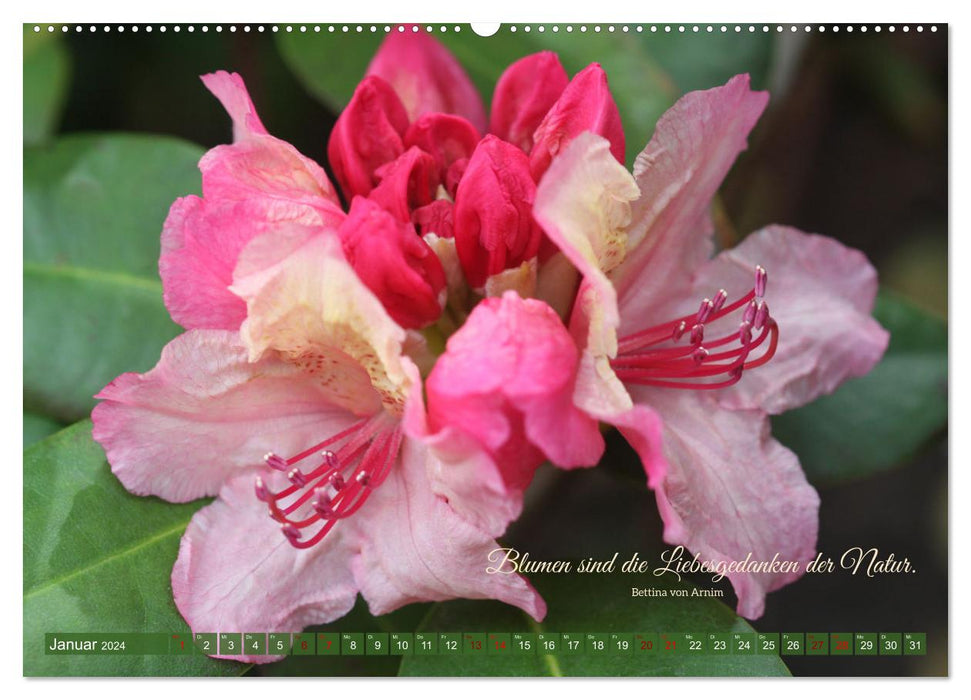 Rhododendren und Poesie (CALVENDO Wandkalender 2024)