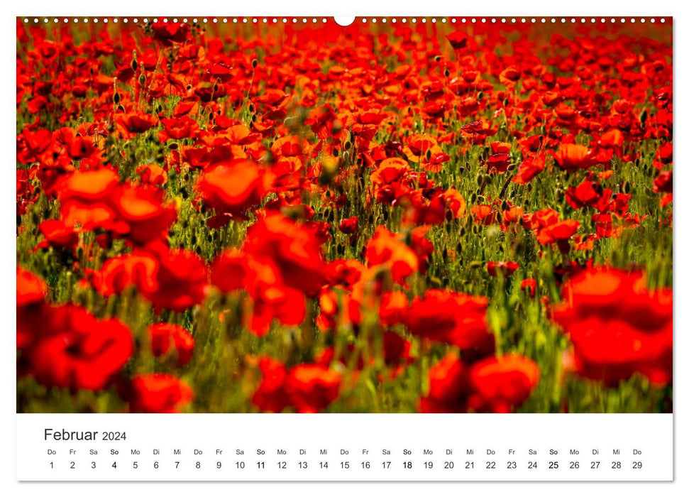 The most beautiful flower meadows in the world (CALVENDO Premium Wall Calendar 2024) 