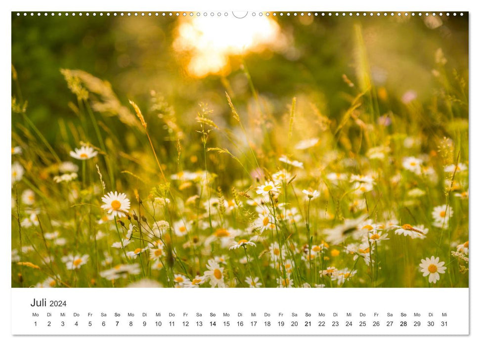 The most beautiful flower meadows in the world (CALVENDO Premium Wall Calendar 2024) 