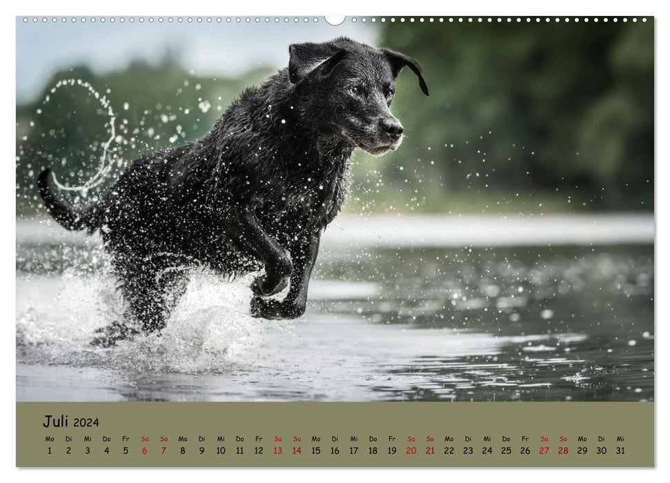 Labrador Retriever - Diversity on Four Paws (CALVENDO Premium Wall Calendar 2024) 