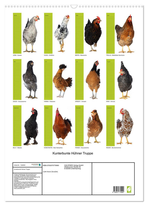 Colorful chicken troupe (CALVENDO wall calendar 2024) 