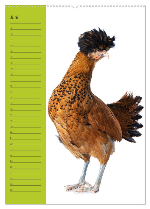 Colorful chicken troupe (CALVENDO wall calendar 2024) 