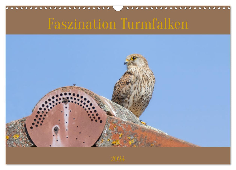 Faszination Turmfalken (CALVENDO Wandkalender 2024)