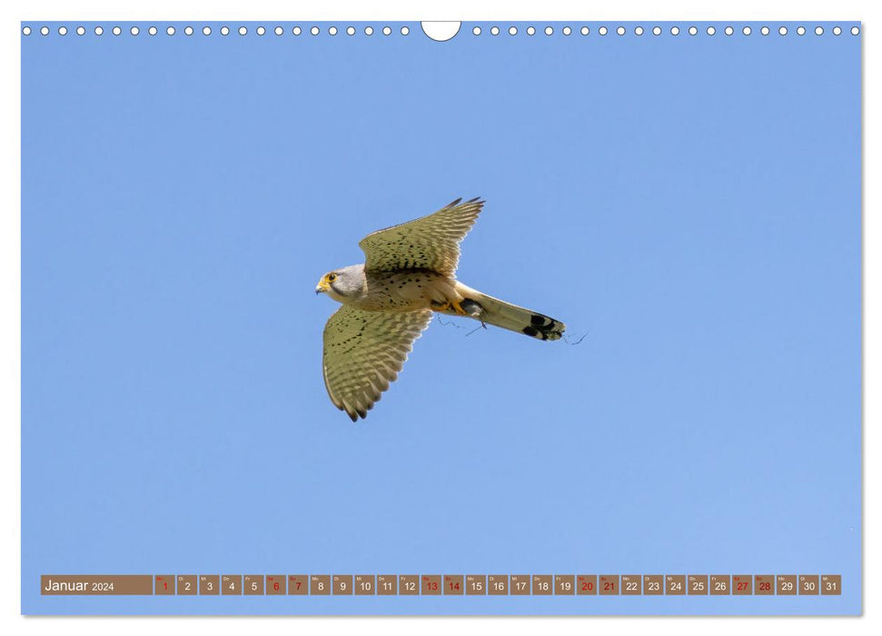 Fascination with kestrels (CALVENDO wall calendar 2024) 