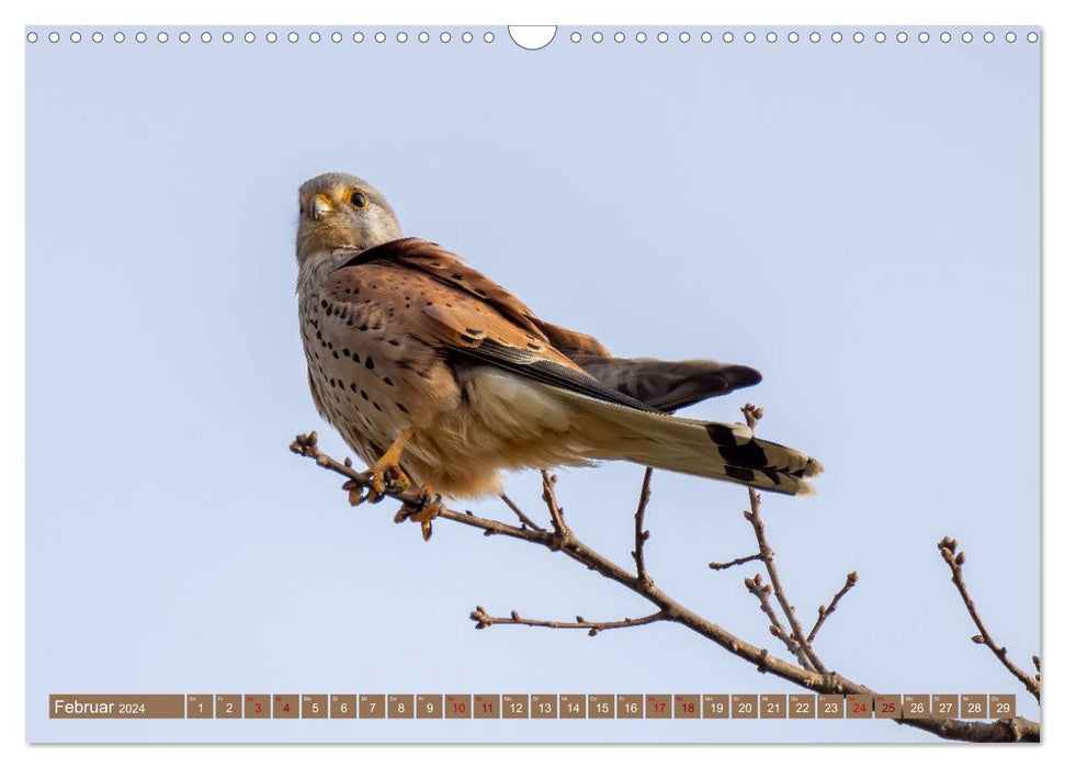 Fascination with kestrels (CALVENDO wall calendar 2024) 