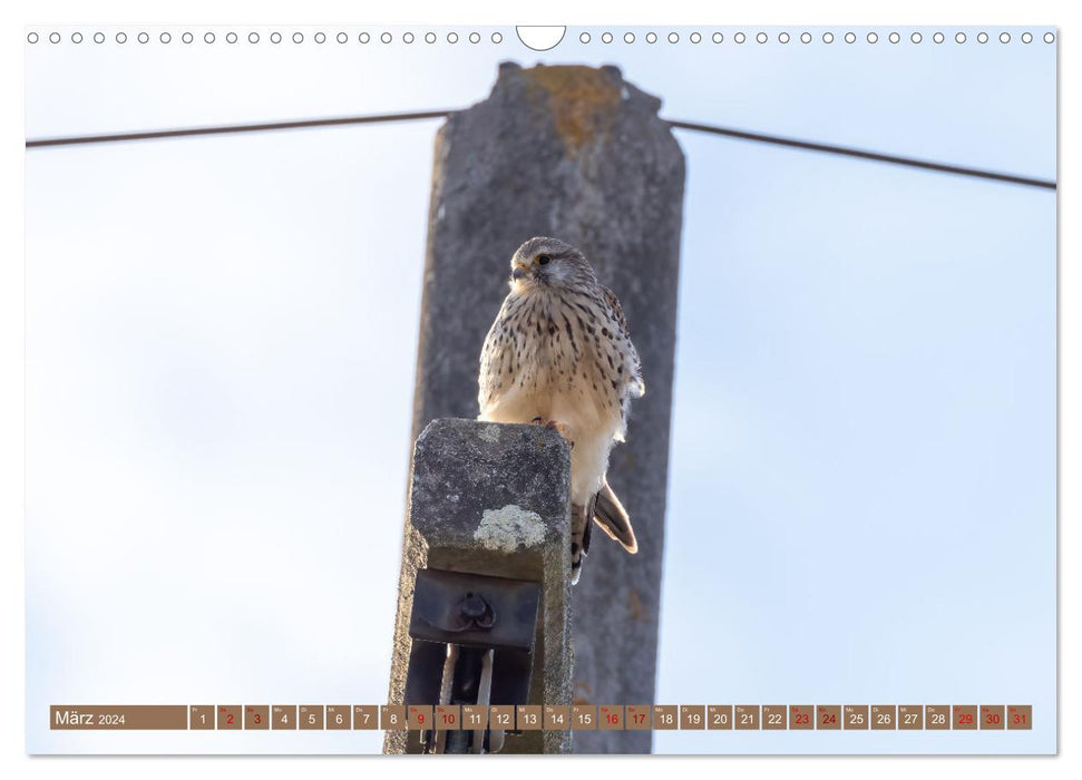 Fascination with kestrels (CALVENDO wall calendar 2024) 