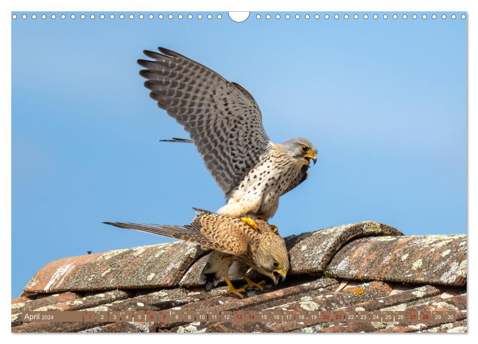 Fascination with kestrels (CALVENDO wall calendar 2024) 