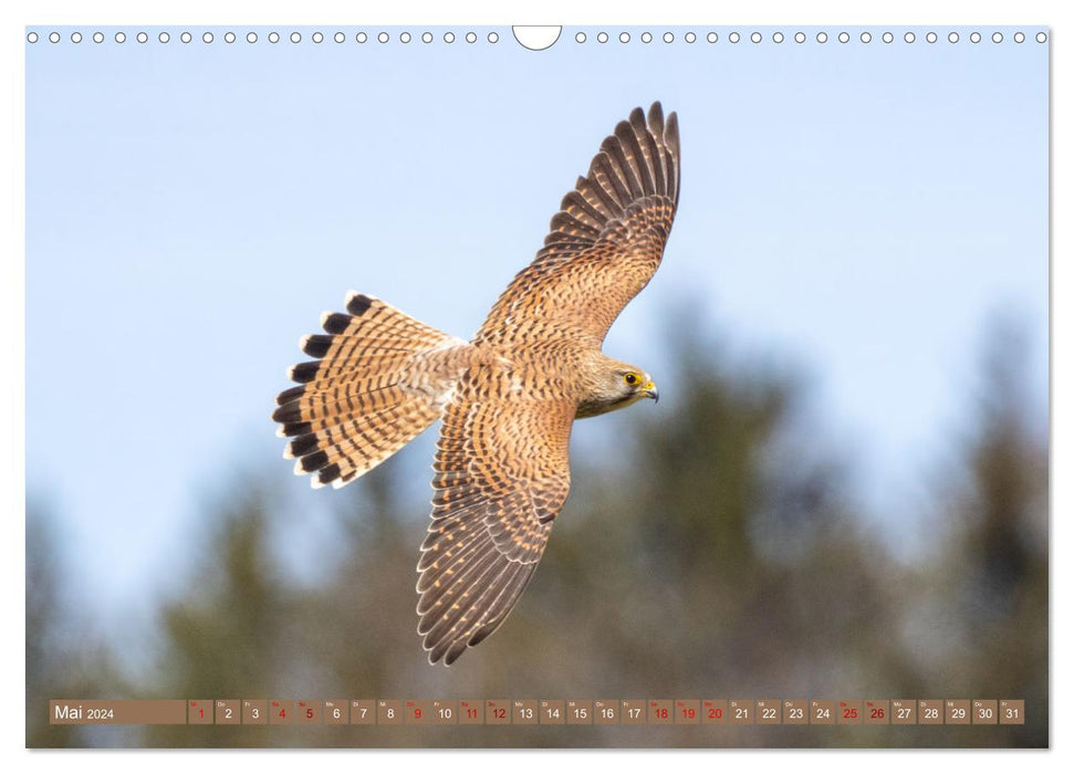 Fascination with kestrels (CALVENDO wall calendar 2024) 