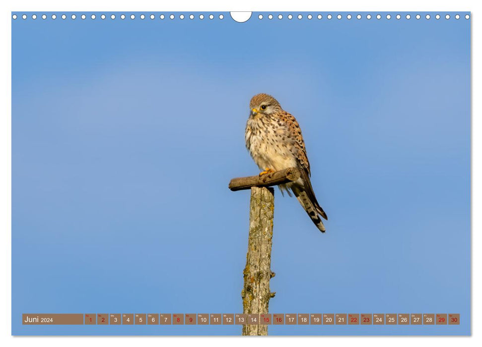 Fascination with kestrels (CALVENDO wall calendar 2024) 