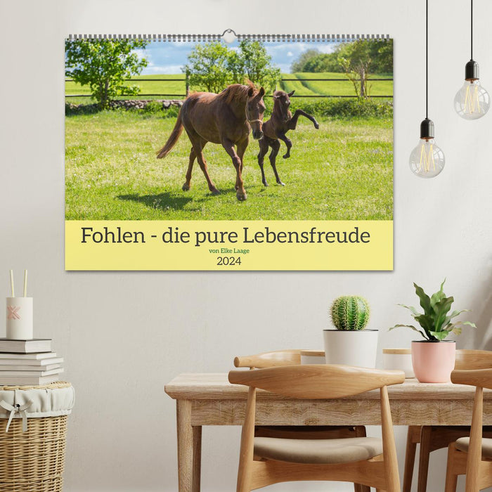 Fohlen - die pure Lebensfreude (CALVENDO Wandkalender 2024)