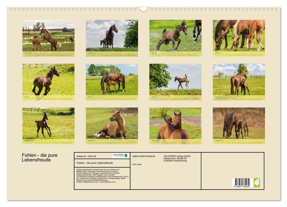 Foals - the pure joy of life (CALVENDO wall calendar 2024) 
