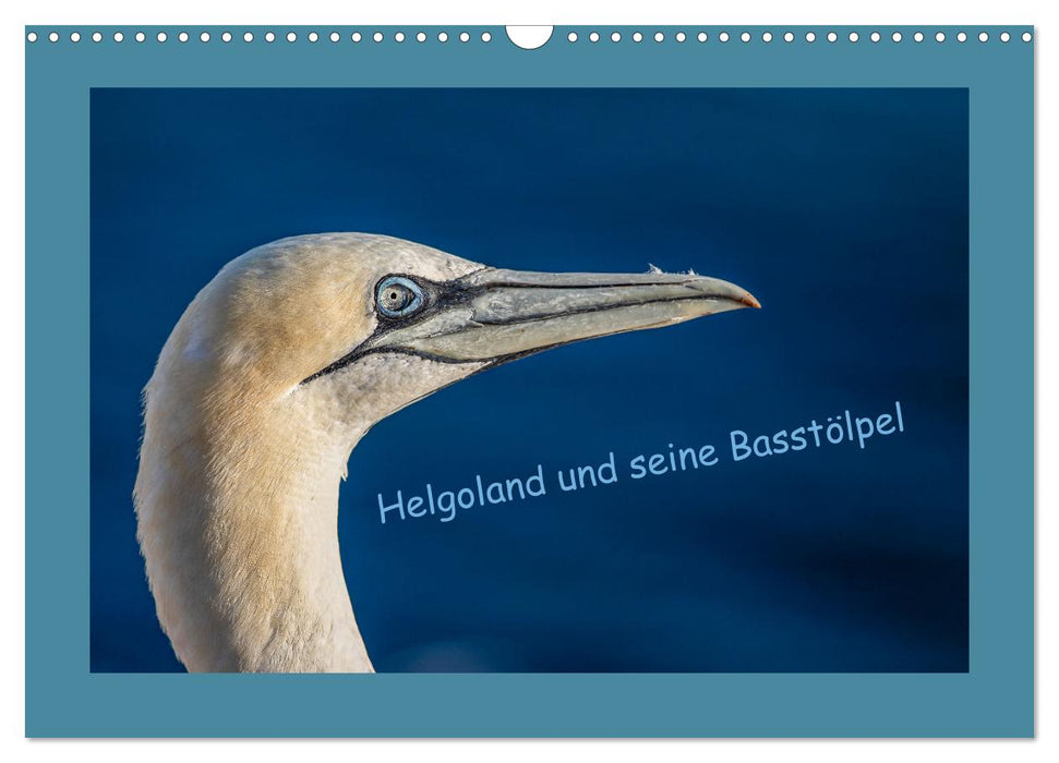 Helgoland and its gannets (CALVENDO wall calendar 2024) 