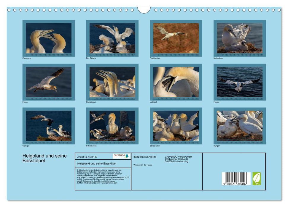 Helgoland and its gannets (CALVENDO wall calendar 2024) 