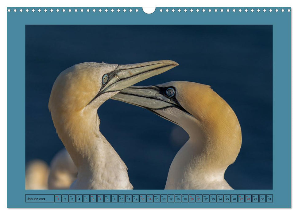 Helgoland und seine Basstölpel (CALVENDO Wandkalender 2024)