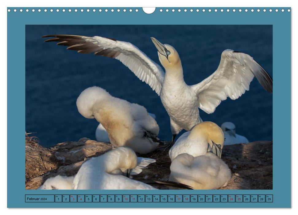 Helgoland and its gannets (CALVENDO wall calendar 2024) 