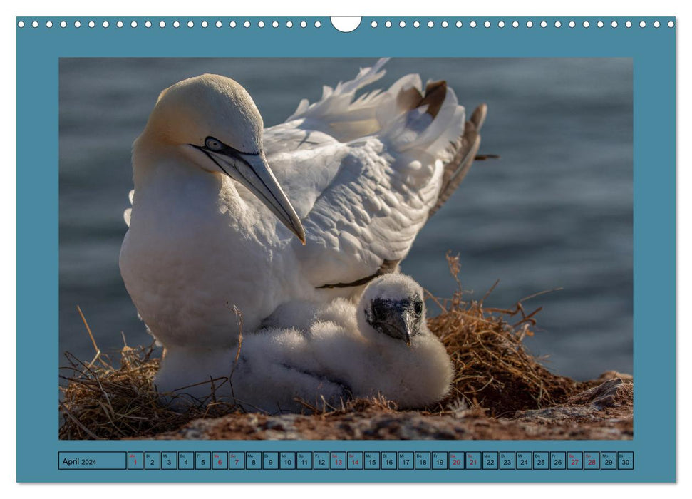 Helgoland and its gannets (CALVENDO wall calendar 2024) 