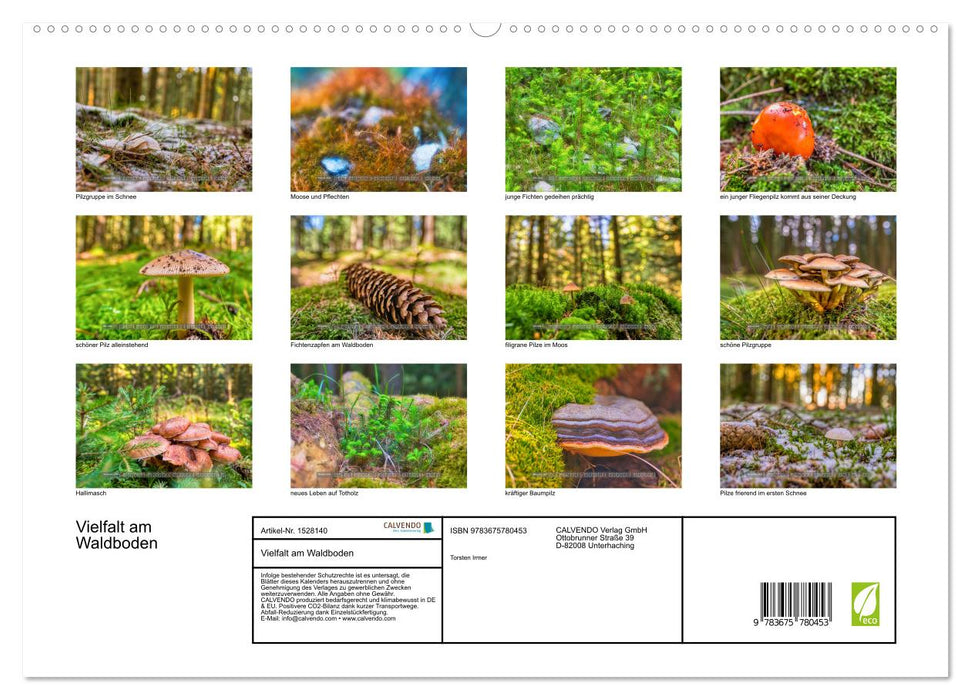 Vielfalt am Waldboden (CALVENDO Premium Wandkalender 2024)