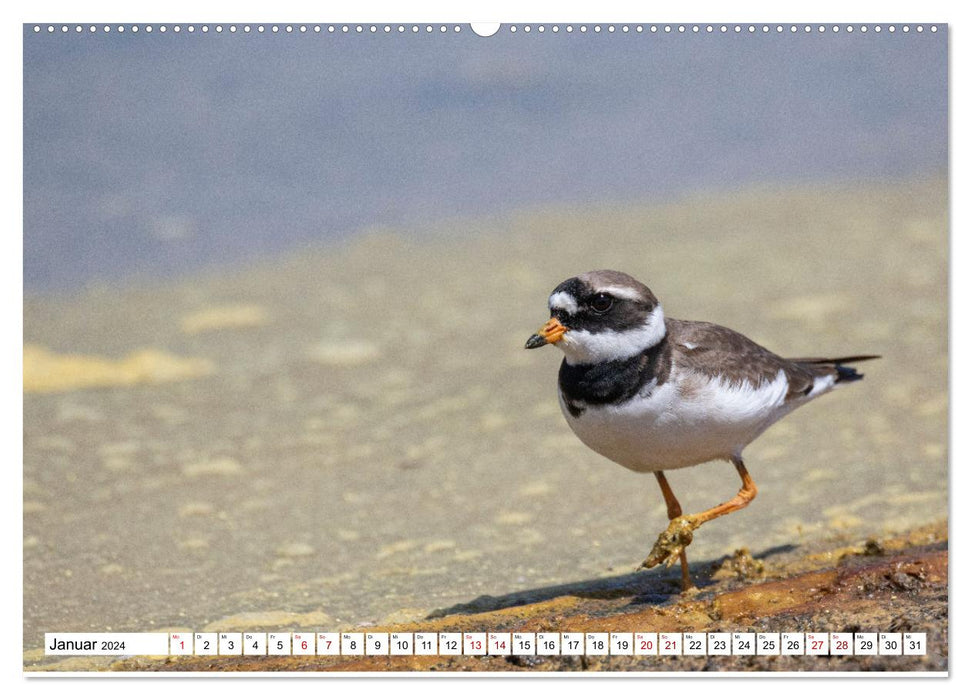 Vogelparadies Volvi-See (CALVENDO Premium Wandkalender 2024)
