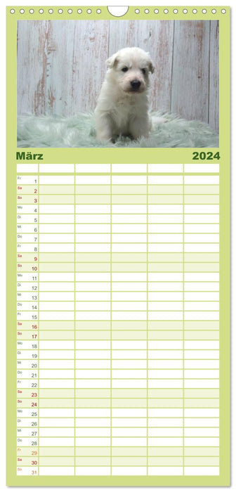 Weiße Schäferhunde - Welpenzeit (CALVENDO Familienplaner 2024)