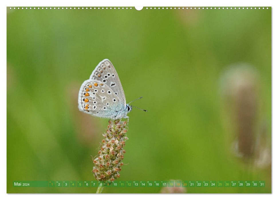 Schmetterlinge - von Blüte zu Blüte - (CALVENDO Premium Wandkalender 2024)