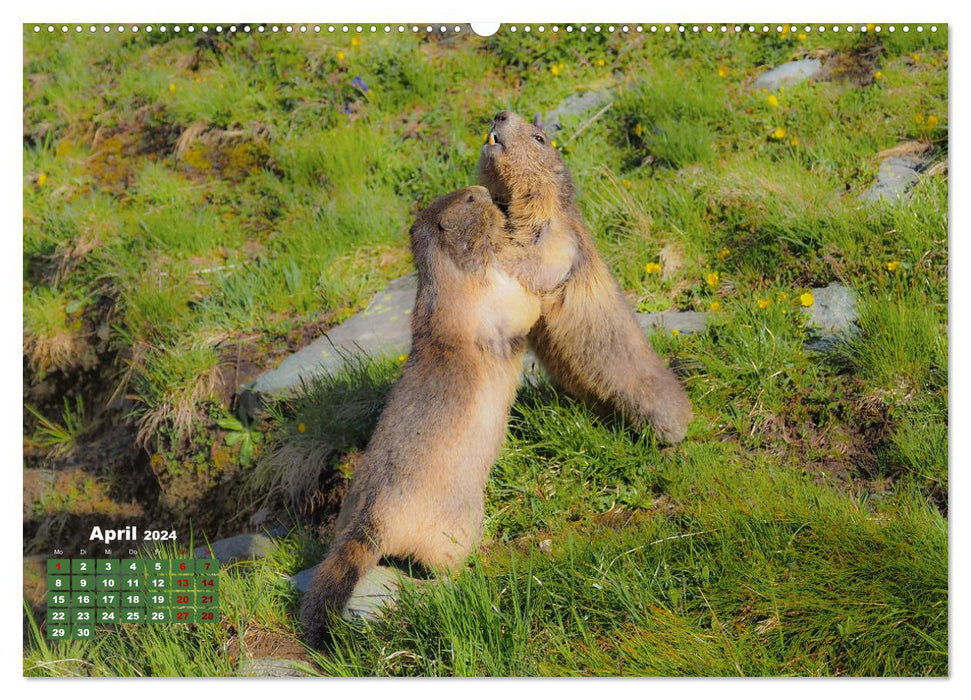 Großglockner wunderschöne Berg- und Tierwelt (CALVENDO Premium Wandkalender 2024)