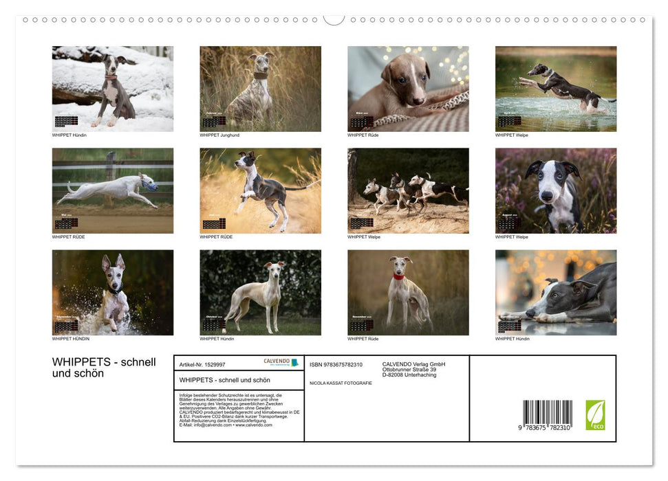 WHIPPETS - FAST AND BEAUTIFUL (CALVENDO Premium Wall Calendar 2024) 