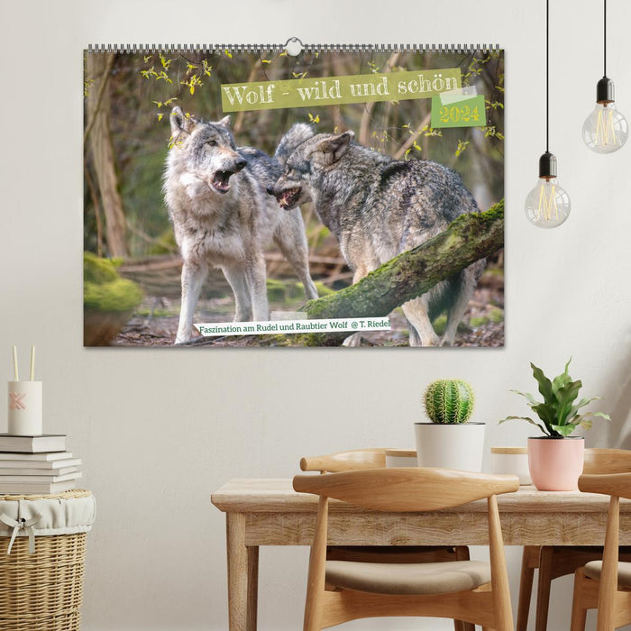 Wolf - wild and beautiful (CALVENDO wall calendar 2024) 