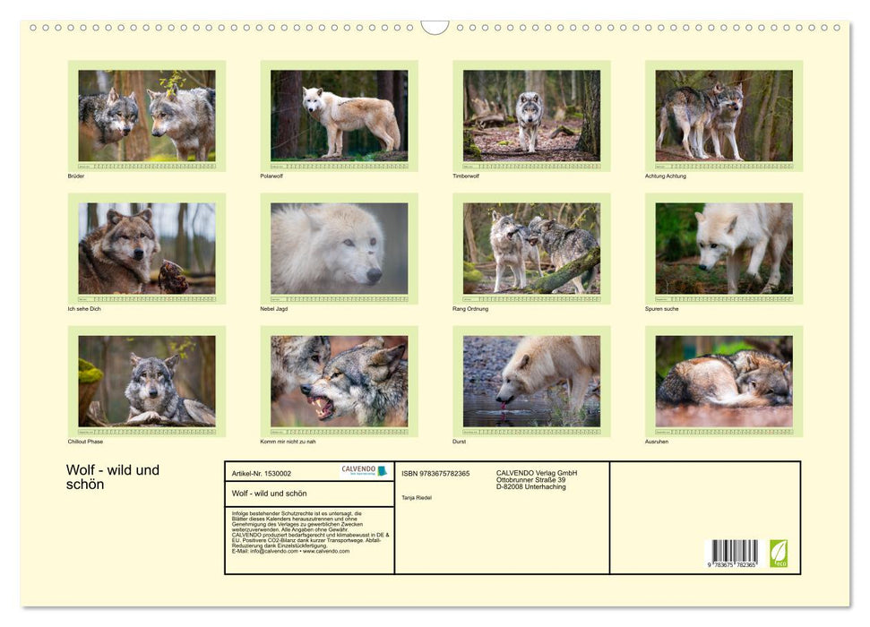 Wolf - wild and beautiful (CALVENDO wall calendar 2024) 