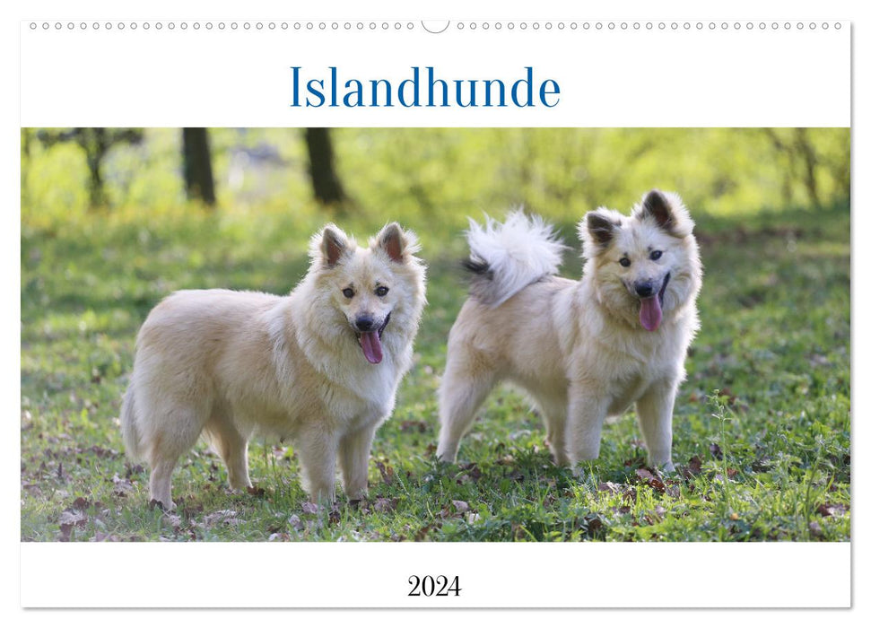 Islandhunde (CALVENDO Wandkalender 2024)