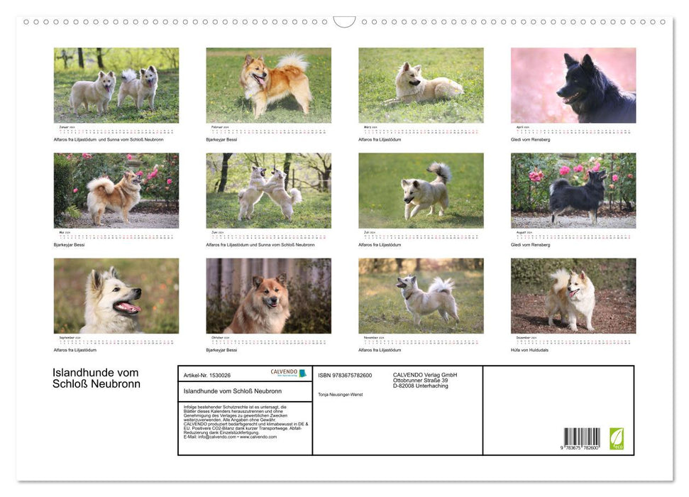 Icelandic dogs (CALVENDO wall calendar 2024) 