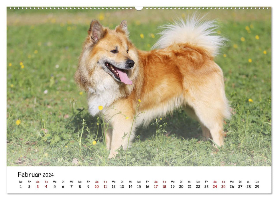 Icelandic dogs (CALVENDO wall calendar 2024) 