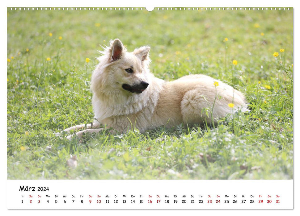 Icelandic dogs (CALVENDO wall calendar 2024) 