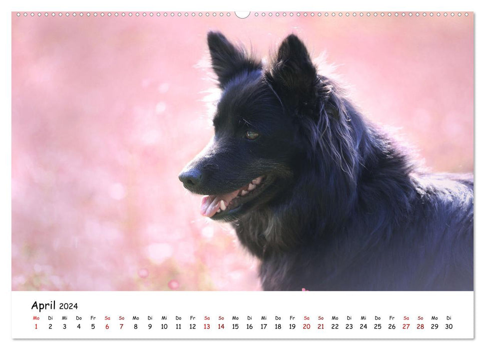 Icelandic dogs (CALVENDO wall calendar 2024) 