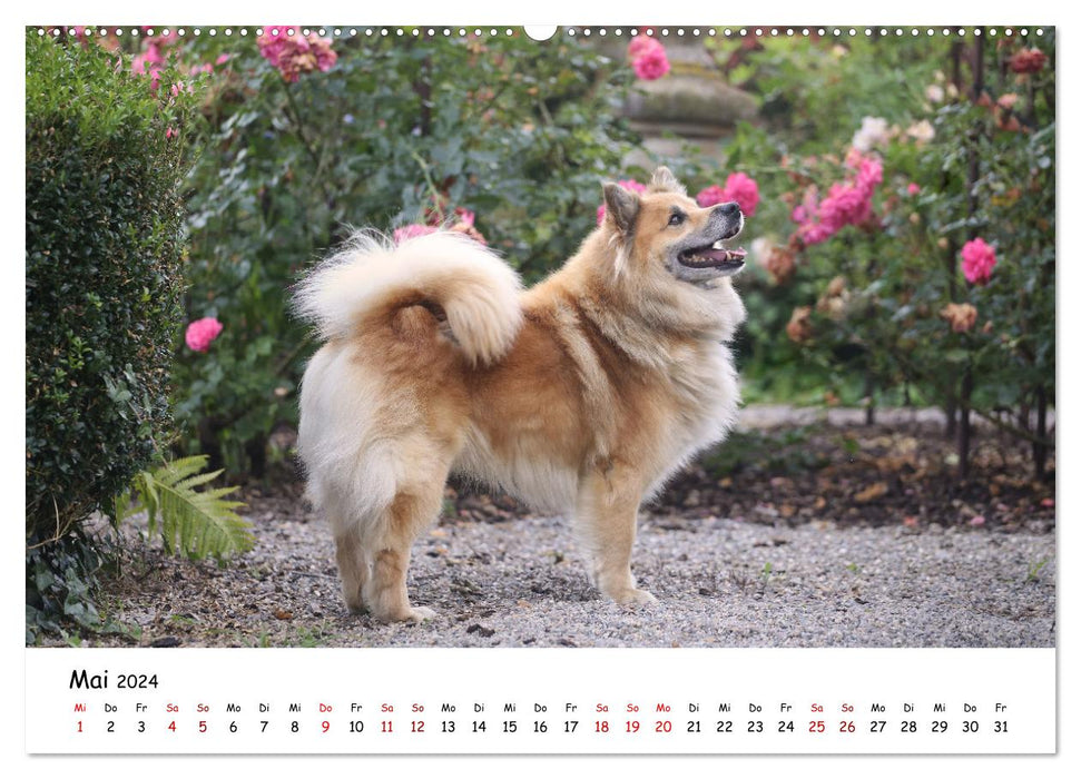 Islandhunde (CALVENDO Wandkalender 2024)