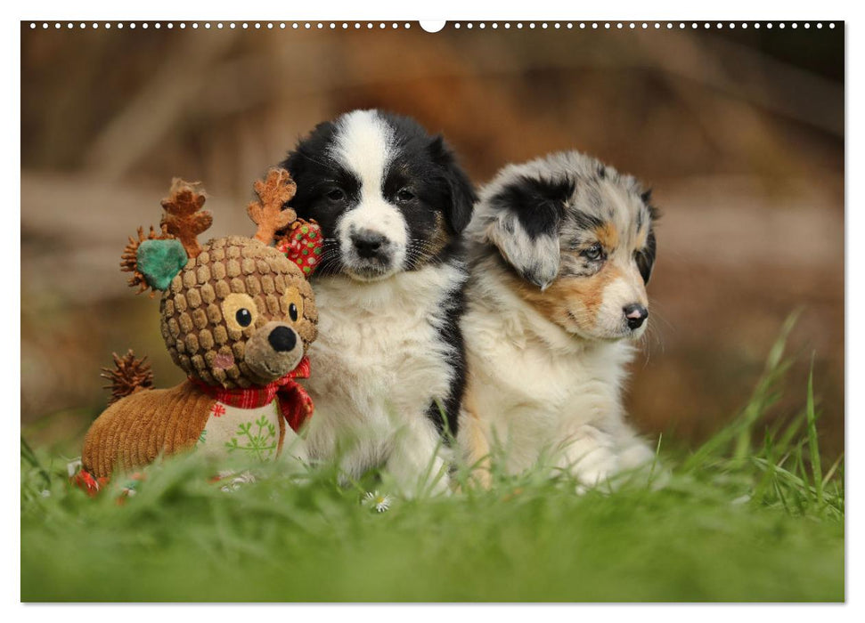 Lillyfee and a basket full of happiness (CALVENDO wall calendar 2024) 