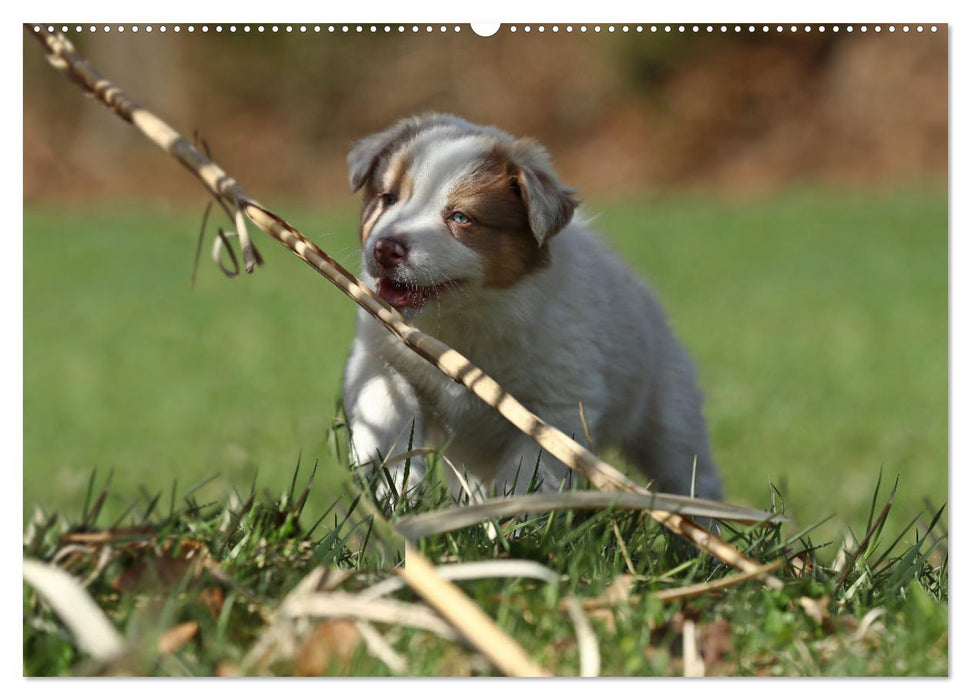 Lillyfee and a basket full of happiness (CALVENDO wall calendar 2024) 