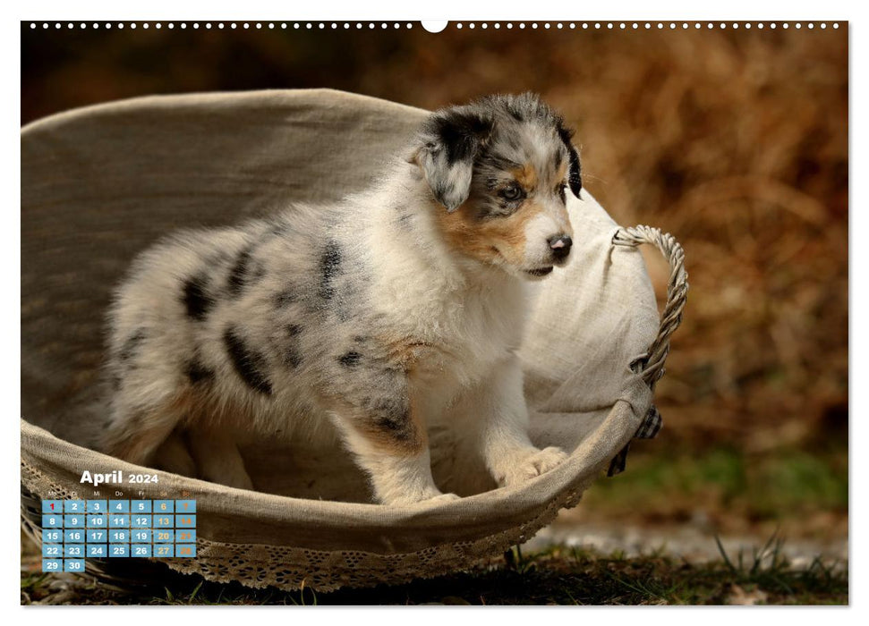 Lillyfee and a basket full of happiness (CALVENDO wall calendar 2024) 